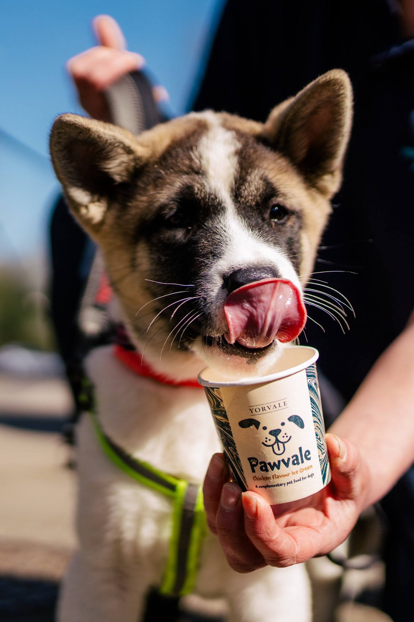 PawaleRSPCA-69