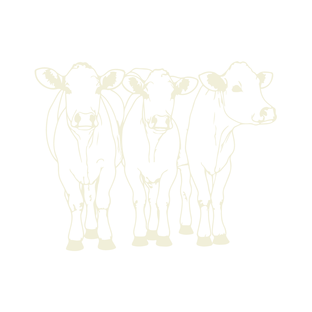 Yorvale Cows